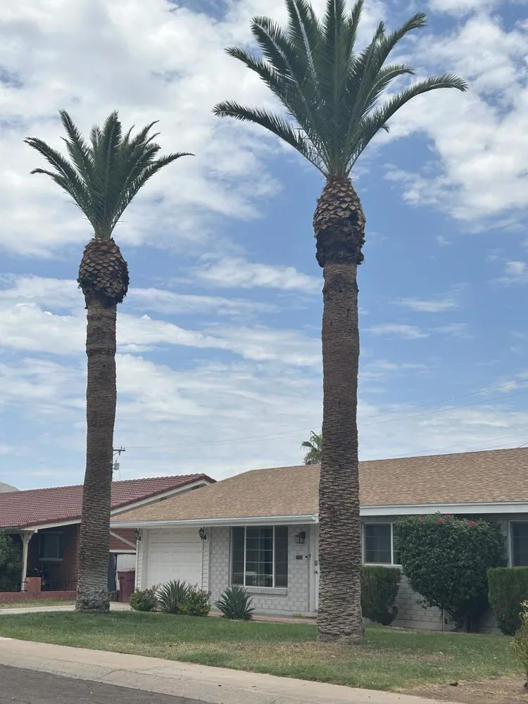 Professional yard cleanup service in Mesa, AZ by Precision Landscape
