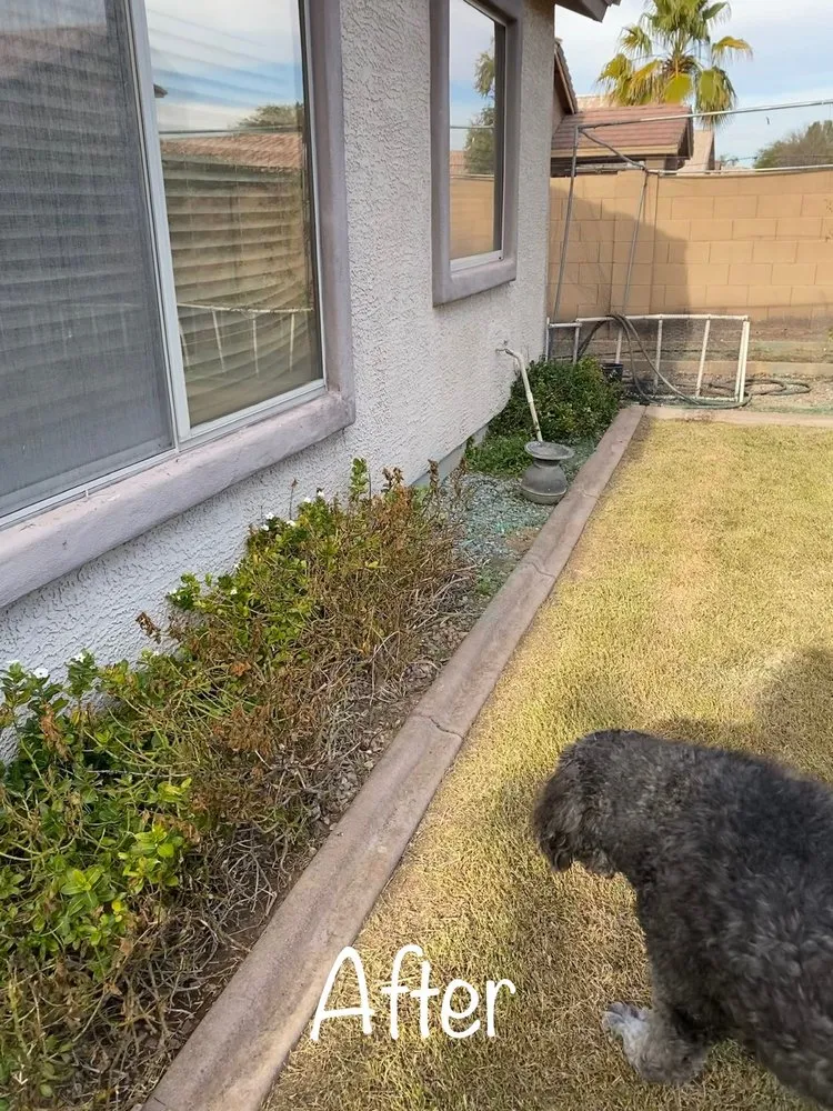 Professional residential landscaping in Mesa, AZ - Precision Landscape