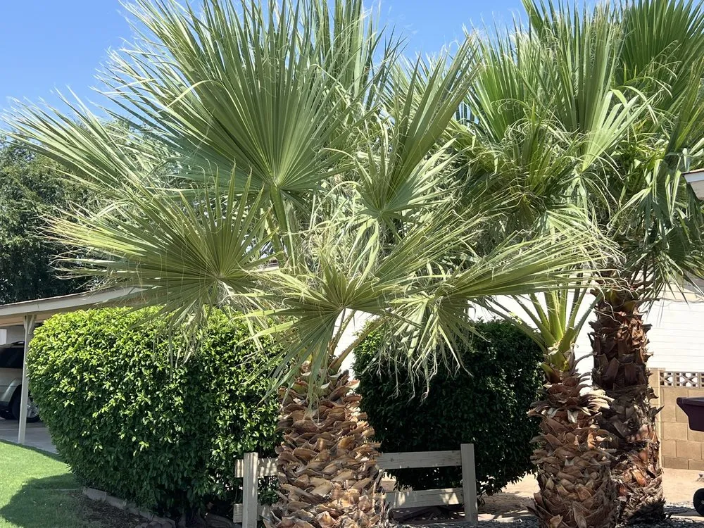 Custom outdoor landscaping with custom design across Mesa, AZ - Precision Landscape