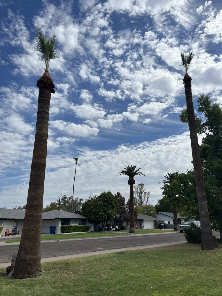 Affordable landscaping services in Mesa, AZ by Precision Landscape