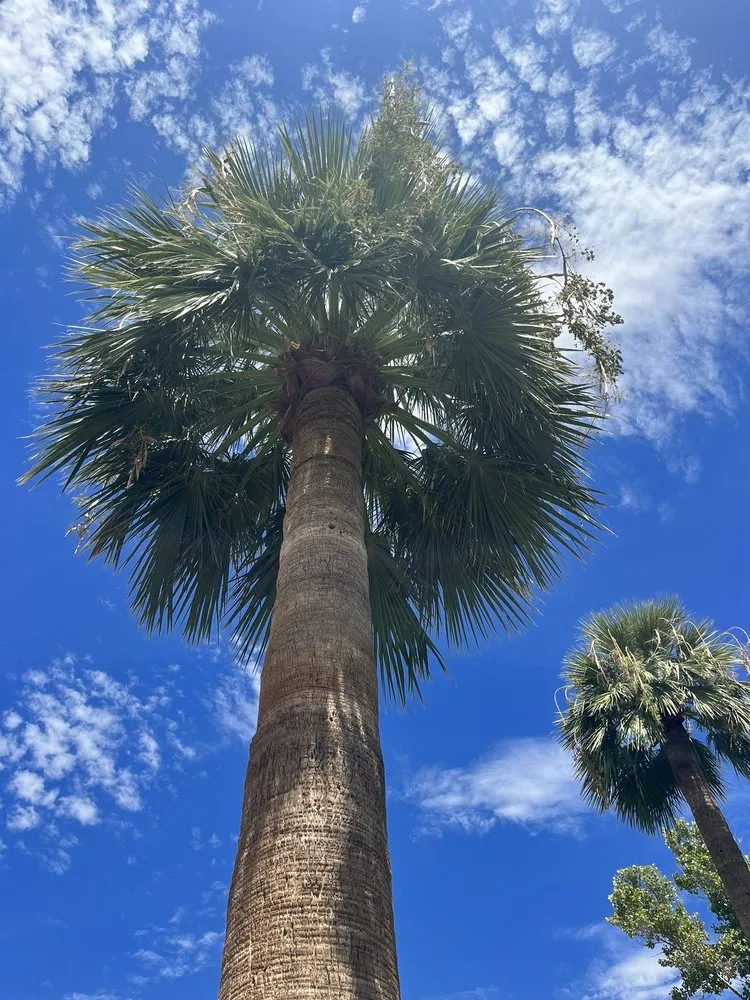 Affordable yard cleanup service with custom design across Mesa, AZ - Precision Landscape