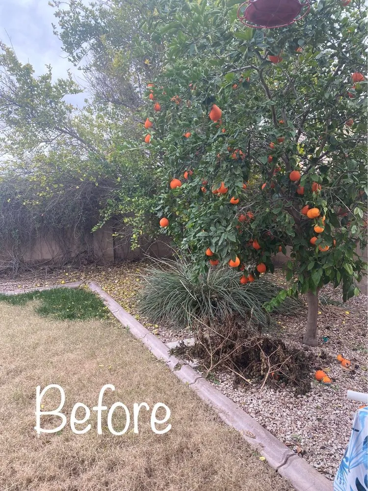 Custom lawn care service experts serving Mesa, AZ - Precision Landscape