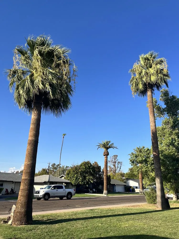 Local landscape design experts serving Mesa, AZ - Precision Landscape