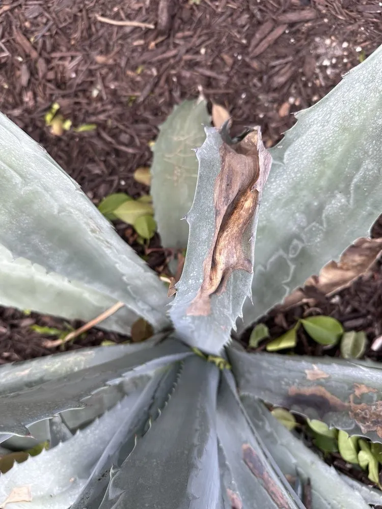 Local yard maintenance in North Palm Beach, FL by Precision Landscape