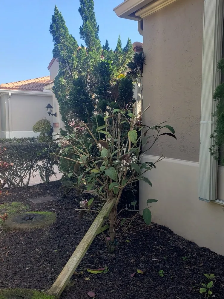 Custom yard maintenance in North Palm Beach, FL by Precision Landscape