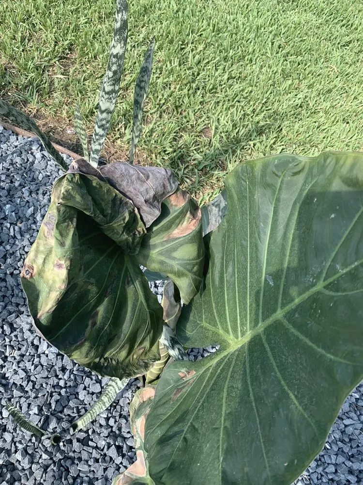 Affordable yard cleanup service experts serving Portland, OR - Precision Landscape Services Inc