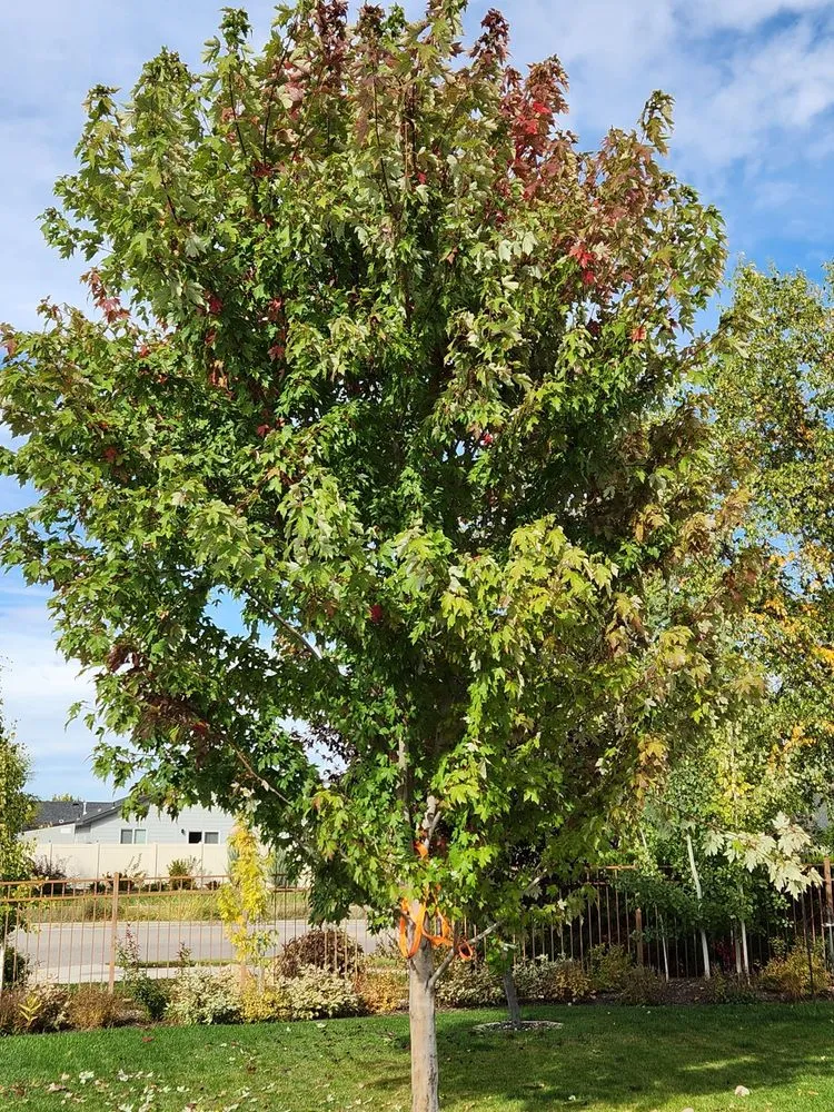 Expert landscape design in Caldwell, ID - Precision Landscape Solutions