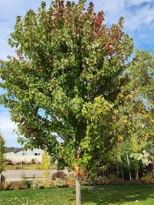 Precision Landscape Solutions Logo