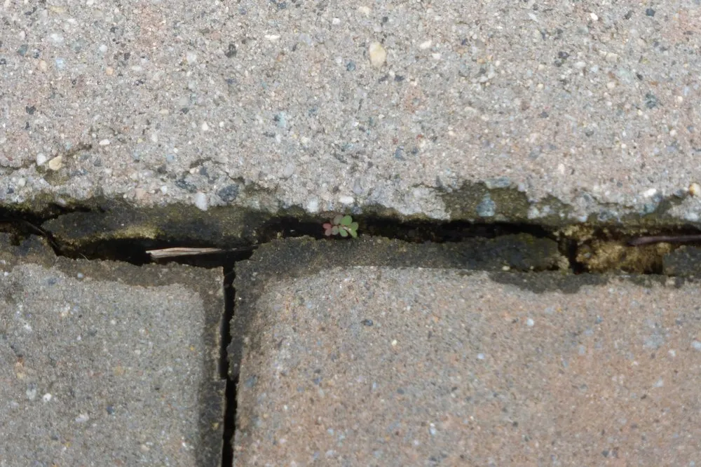 Local lawn care service in Wayne, NJ - Precision Landscaping INC