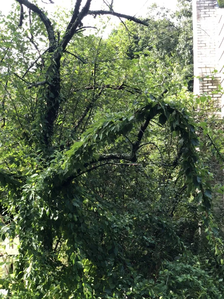 Expert landscape design for beautiful yards across Meriden, CT - Precision Landscaping