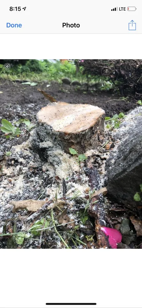 Expert yard cleanup service in Scranton, PA - Precision-landscaping