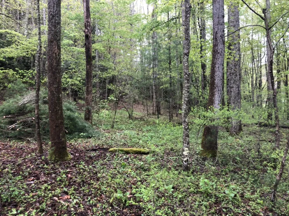 Expert outdoor landscaping in Vilas, NC by Precision Landscaping