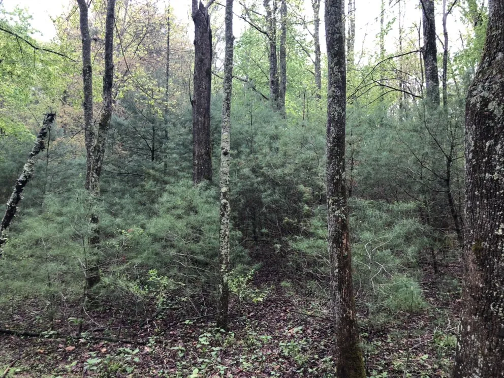 Professional landscaping services for year-round maintenance across Vilas, NC - Precision Landscaping