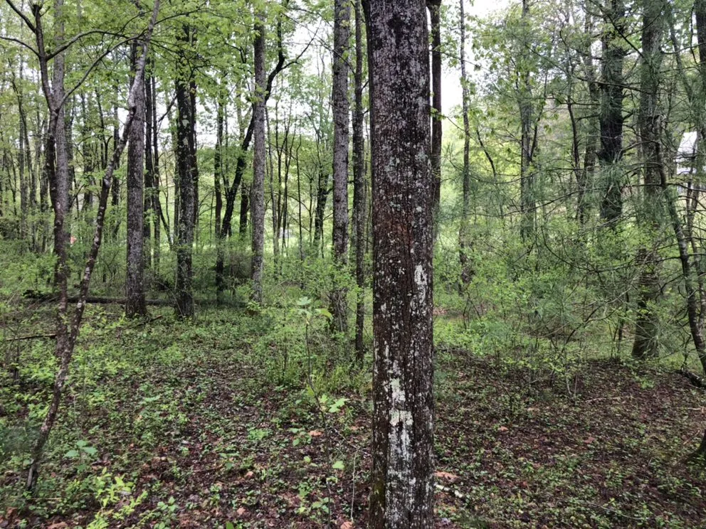 Trusted outdoor landscaping in Vilas, NC by Precision Landscaping