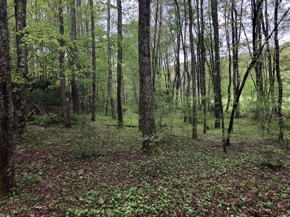 Professional garden landscaping experts serving Vilas, NC - Precision Landscaping