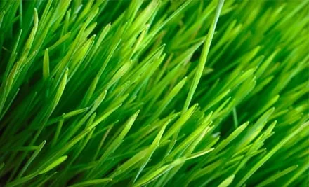 Top-rated garden landscaping for residential properties in Manassas Park, VA by Precision Lawn & Landscape