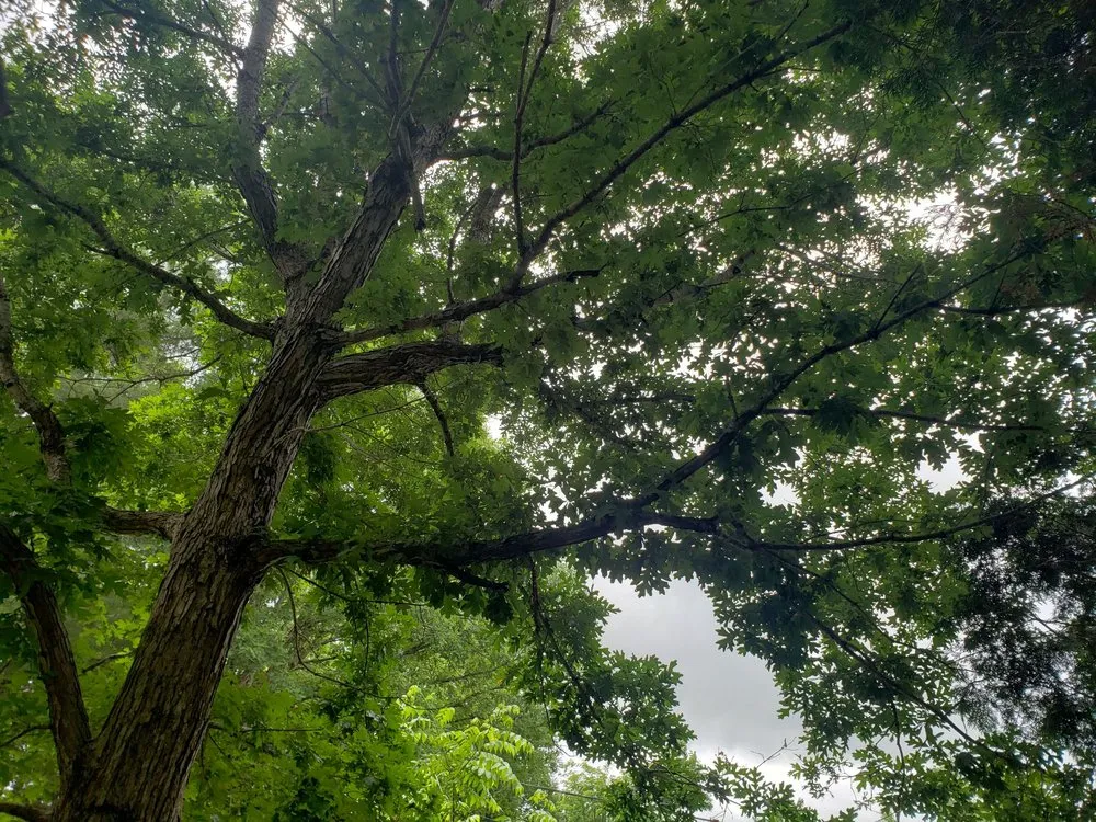 Local garden landscaping in Candler, NC - Precision Lawn & Tree