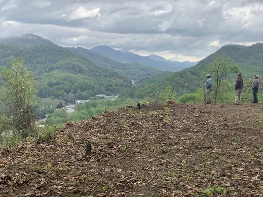 Precision Lawn & Tree Logo