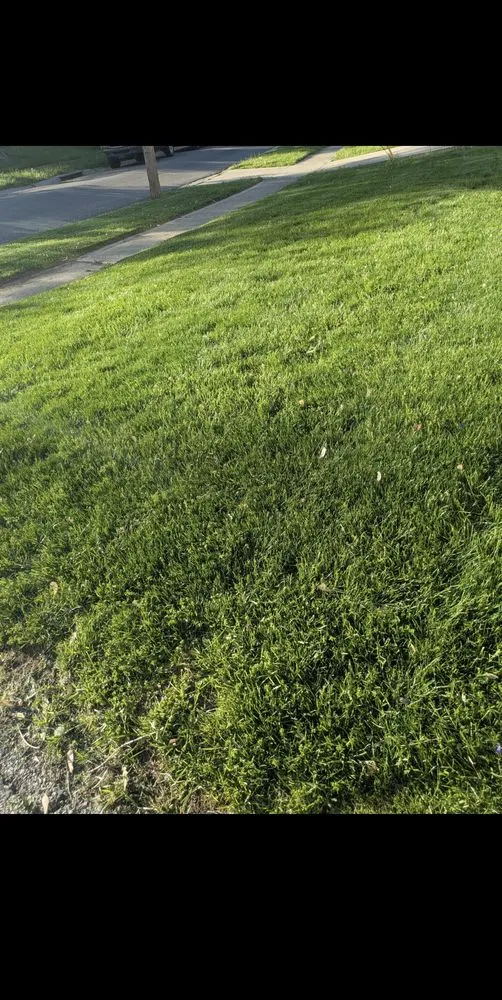 Local lawn care service in Northgate, OH by Precision Lawn and Landscape