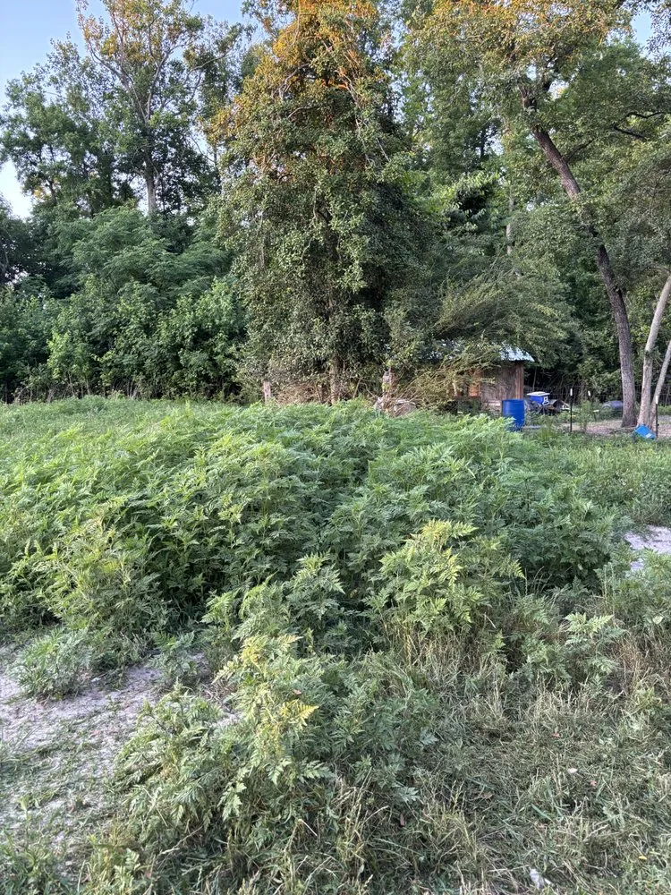 Professional yard cleanup service experts serving Lumberton, NC - Precision Lawn Care