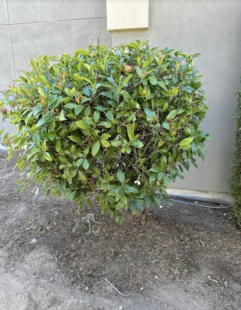 Custom garden landscaping for beautiful yards in Reno, NV by Precision Lawn Care