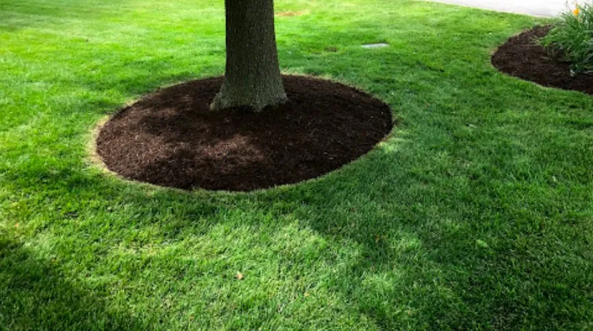 Custom lawn care service in Sugar Land, TX by Precision Lawn Mowing Sugar Land