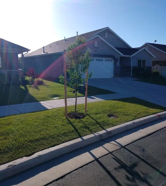 Reliable yard cleanup service with custom design in Sugar Land, TX by Precision Lawn Mowing Sugar Land