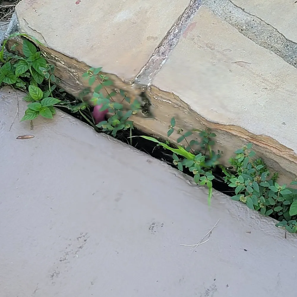 Affordable yard maintenance in Fort Lauderdale, FL by Precision lawn service