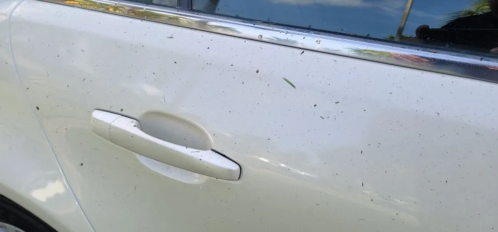 Expert yard cleanup service near you in Fort Lauderdale, FL by Precision lawn service