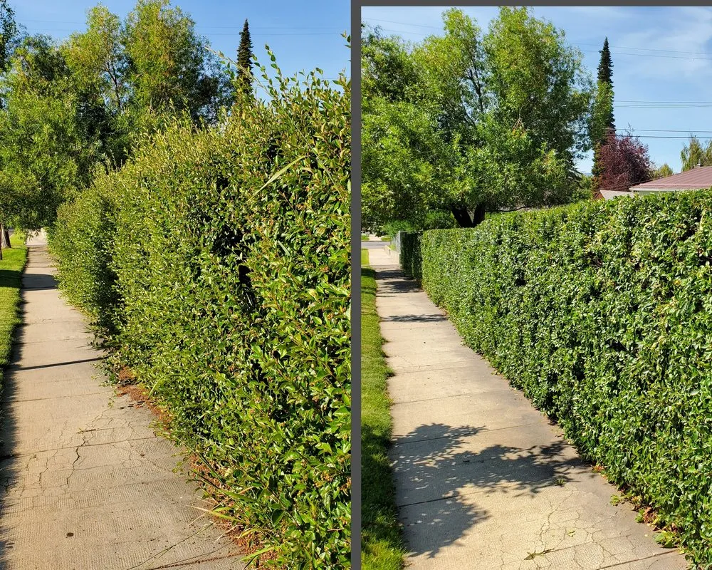 Expert yard maintenance in Butte, MT - Precision Lawn Services