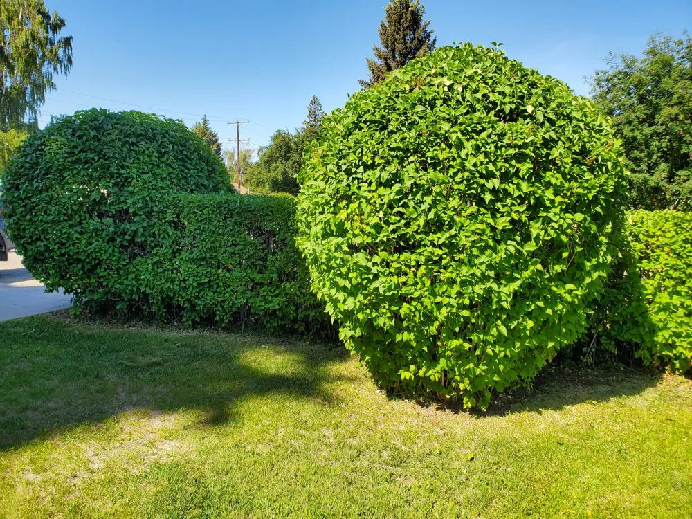 Local lawn mowing service in Butte, MT by Precision Lawn Services