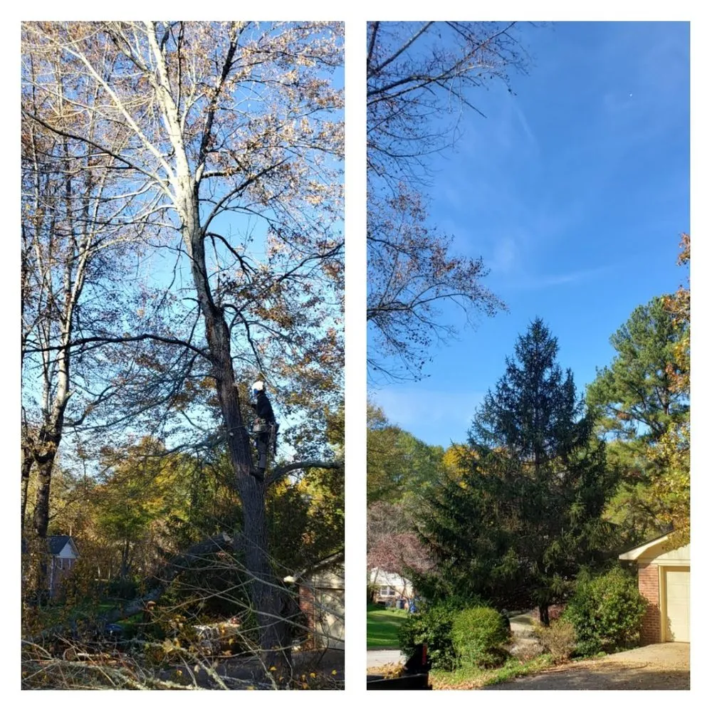 Local yard cleanup service experts serving Greenville, SC - Precision Outdoor