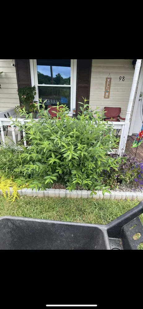 Top-rated outdoor landscaping near you in Taylorsville, NC by Precision Pressure Washing & Lawn Care