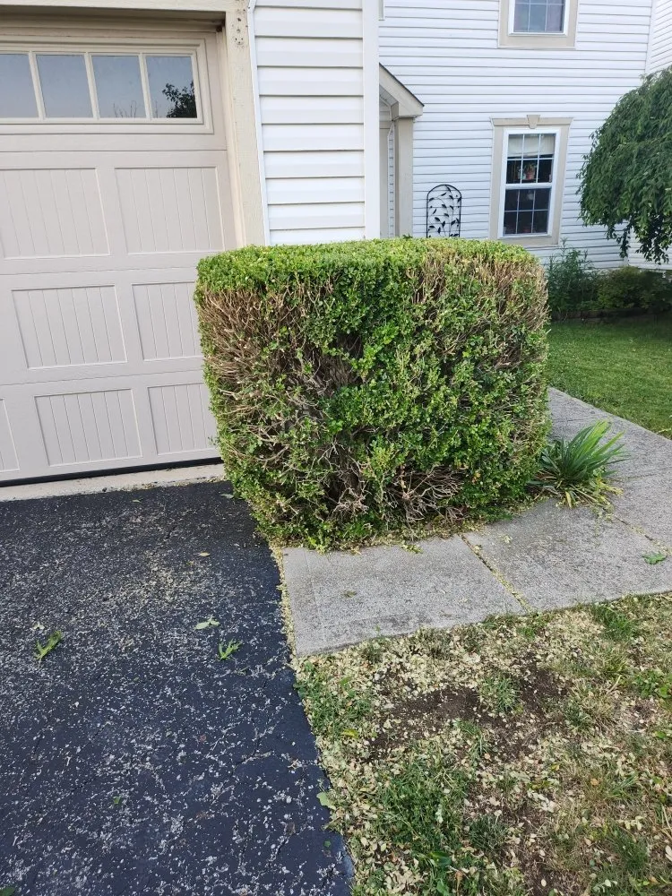 Local yard cleanup service experts serving Columbus, OH - Precision Property Pros