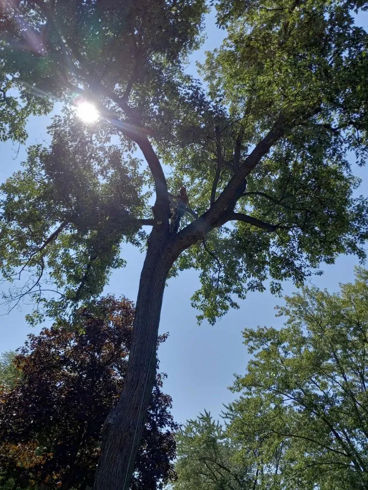 Trusted lawn mowing service for outdoor upgrades in Columbus, OH by Precision Property Pros