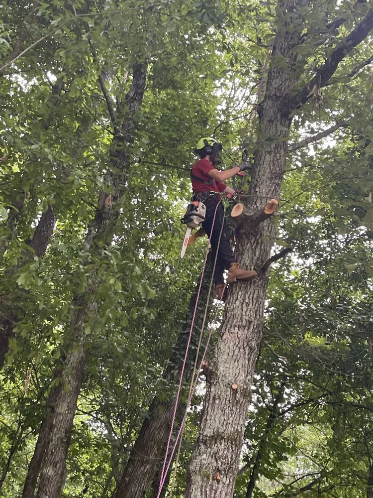 Custom lawn care service in Newnan, GA - Precision Services