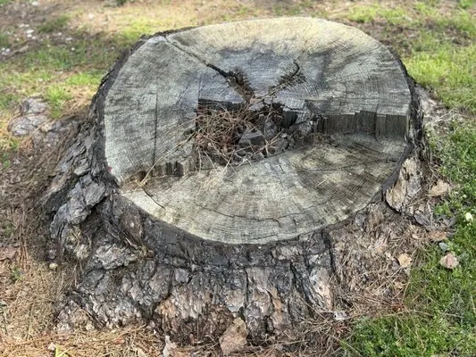Precision Stump Grinding