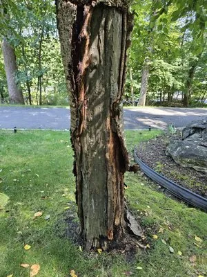 Precision Tree & Landscape