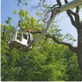 Local outdoor landscaping experts serving Canton, TX - Precision Tree & Landscape services