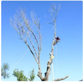 Reliable landscape installation in Canton, TX - Precision Tree & Landscape services