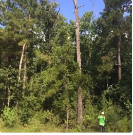 Top-rated garden landscaping experts serving Canton, TX - Precision Tree & Landscape services