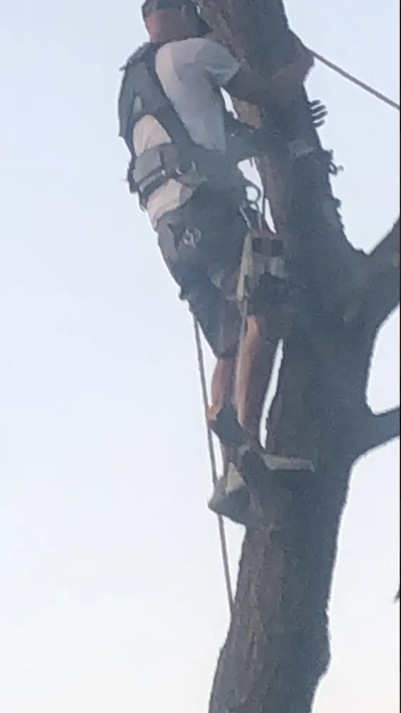 Reliable lawn mowing service in Amarillo, TX - Precision Tree and Landscape