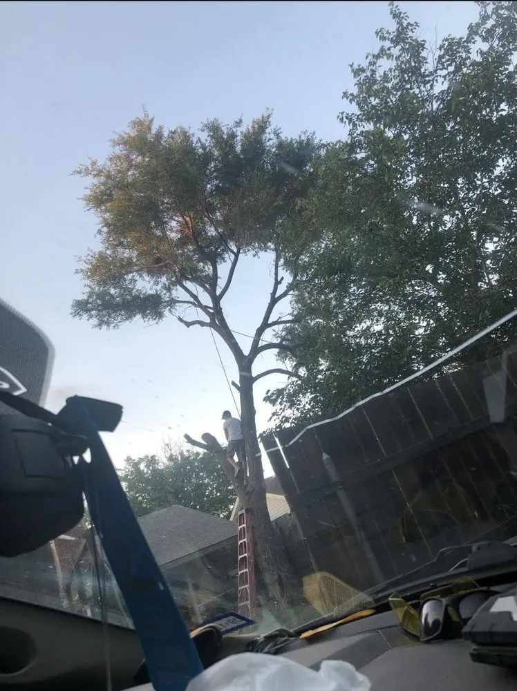 Professional yard maintenance in Amarillo, TX by Precision Tree and Landscape