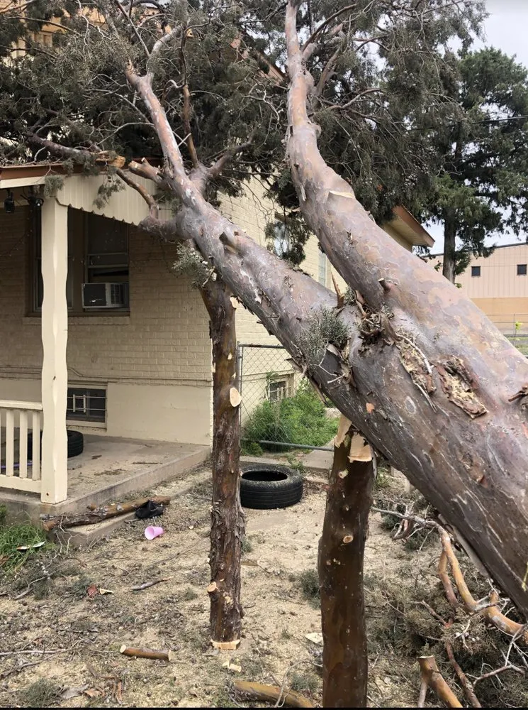 Local outdoor landscaping experts serving Amarillo, TX - Precision Tree and Landscape