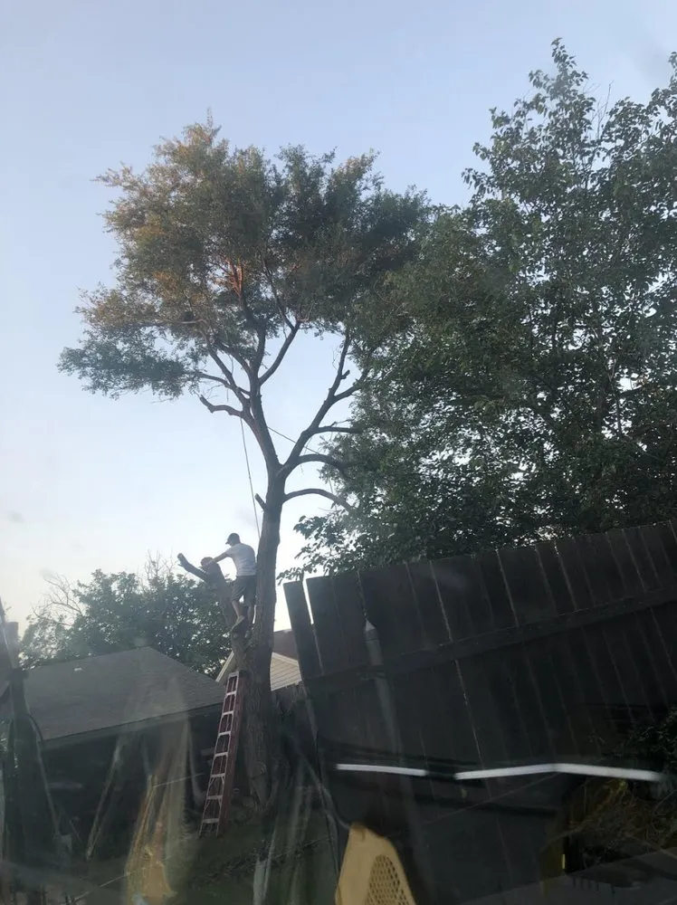 Top-rated yard cleanup service in Amarillo, TX - Precision Tree and Landscape