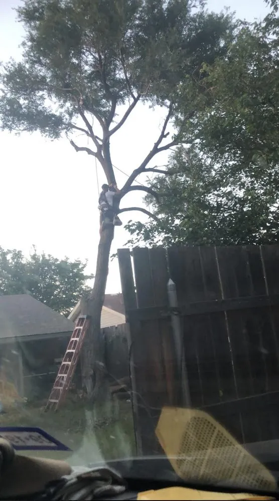 Local lawn mowing service in Amarillo, TX - Precision Tree and Landscape