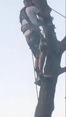 Precision Tree and Landscape Logo