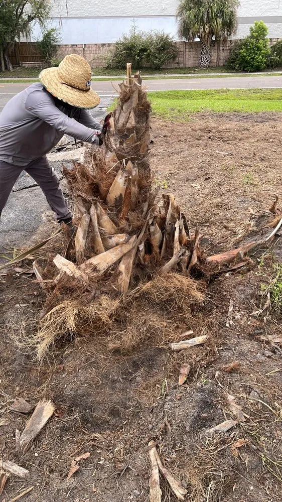 Affordable landscaping services experts serving Brandon, FL - Precision Tree and Landscape