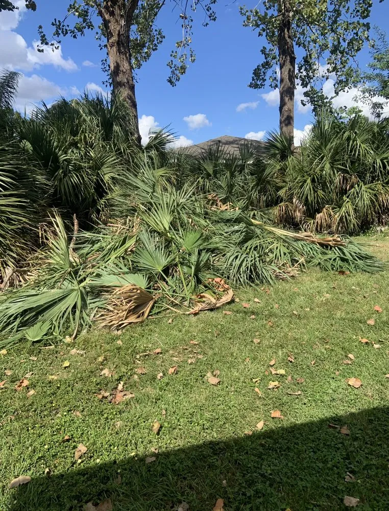 Expert lawn care service experts serving Brandon, FL - Precision Tree and Landscape