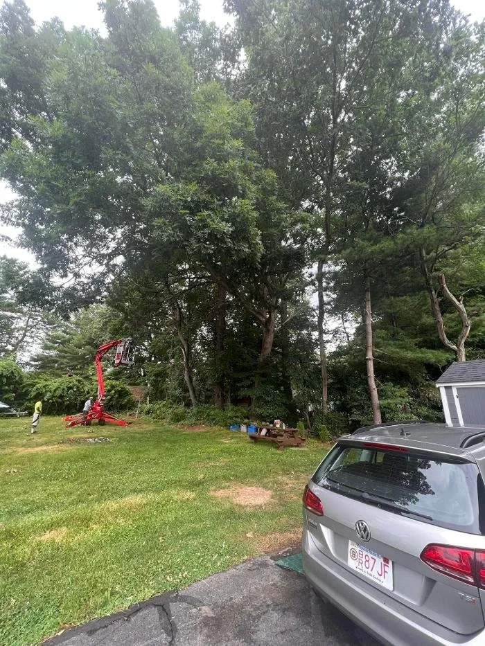 Expert lawn care service for residential properties across Hudson, MA - Precision Tree And Landscape